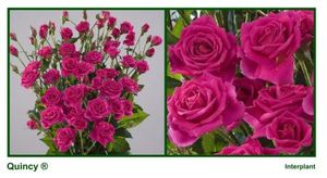 ROSE BR. QUINCY 70